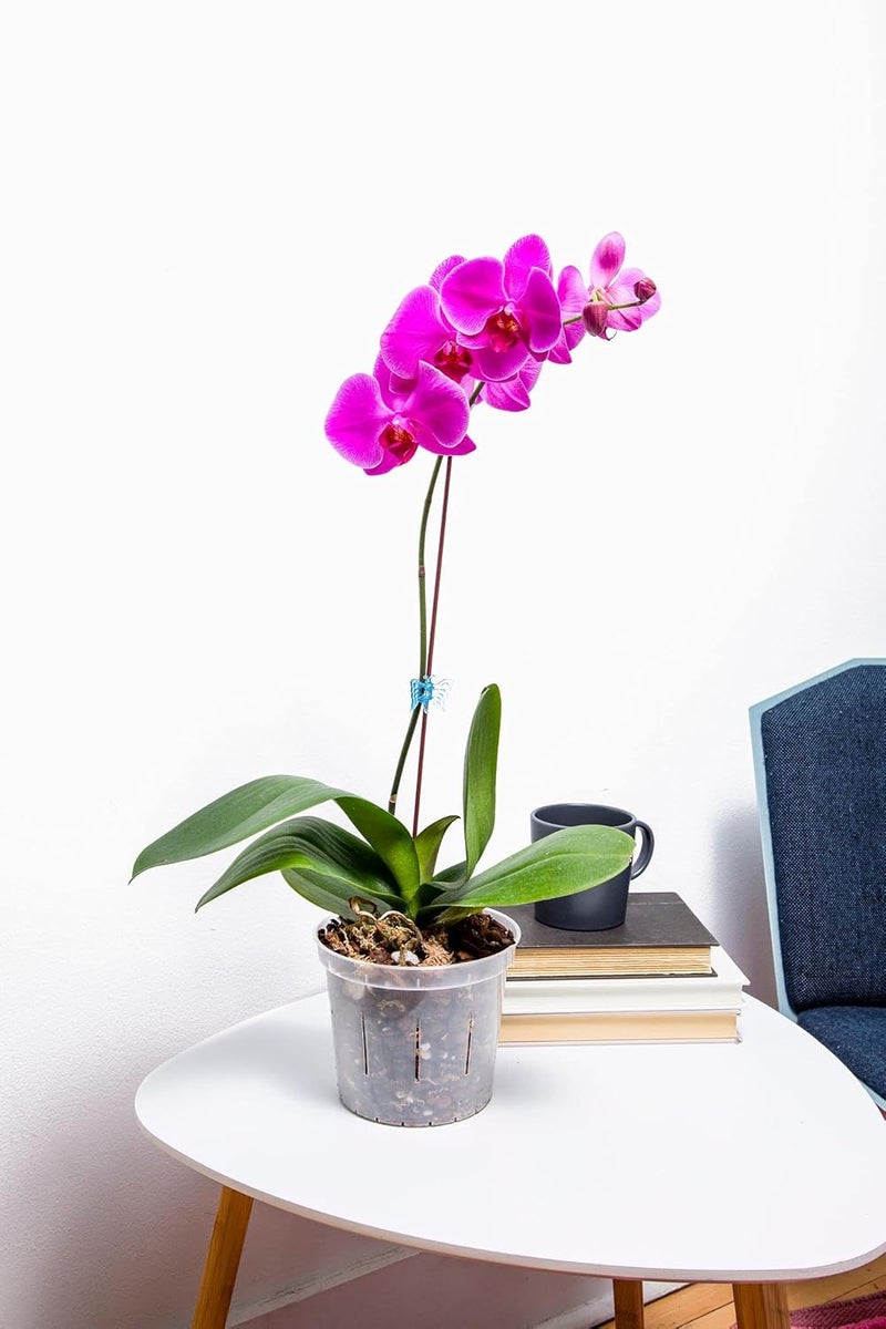 rePotme Orchid Pot Growers Assortment - 8 Slotted Clear Orchid Pots (2 Each of 3, 4, 5, 6 Inch) for Optimal Orchid Growth - Image 2